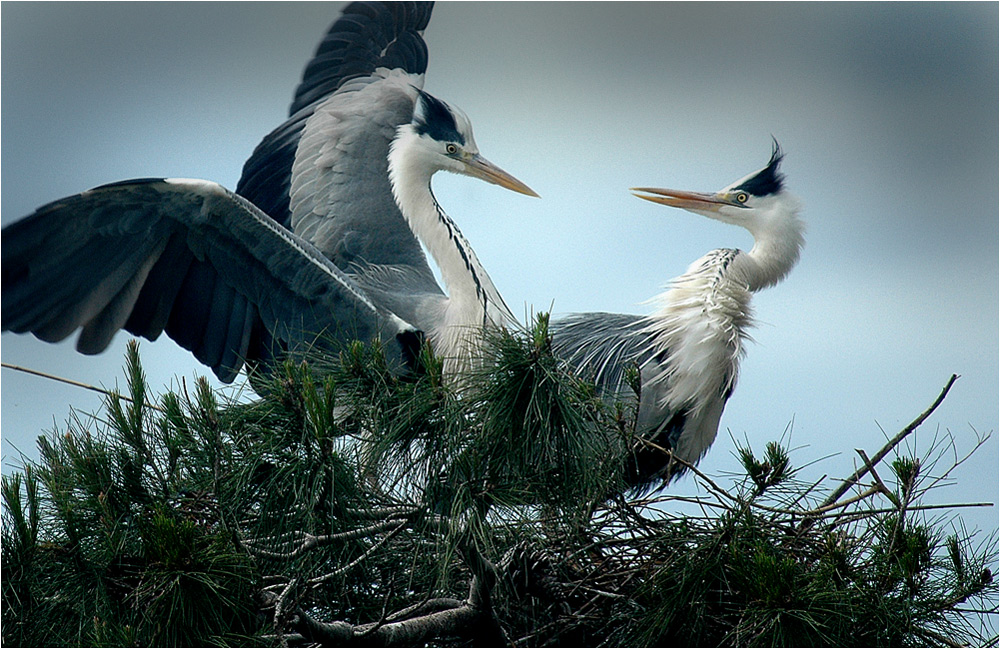 ...camargue 2...