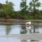 Camargue 2