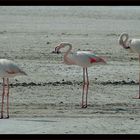 Camargue (2): Flamingos