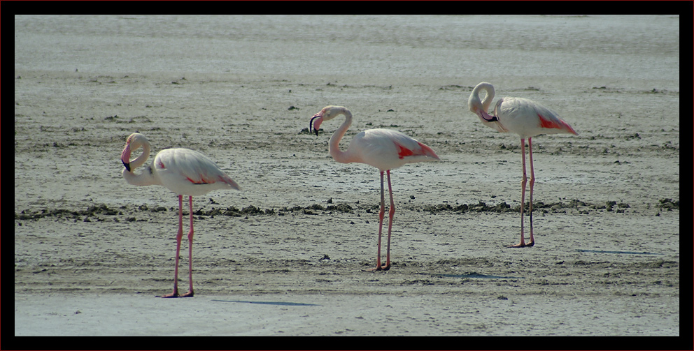 Camargue (2): Flamingos