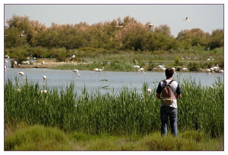 camargue 2006