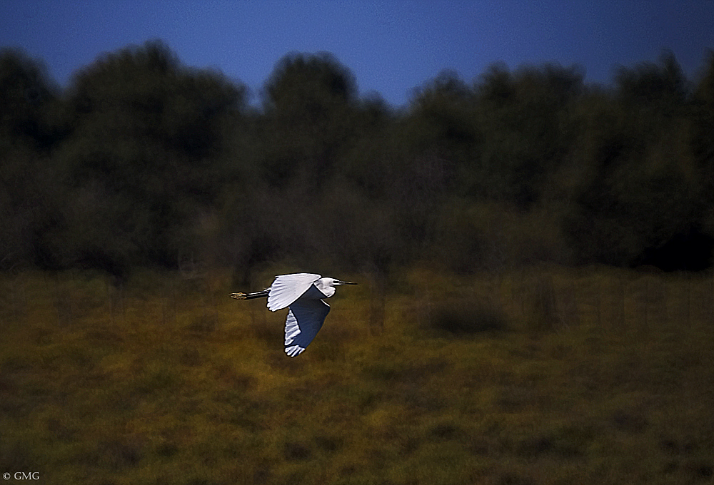 Camargue 2007 (2)