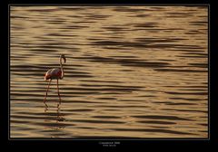 Camargue 2008 II