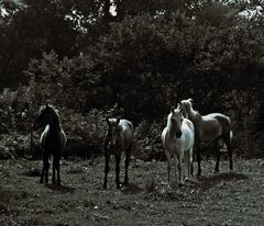 Camargue