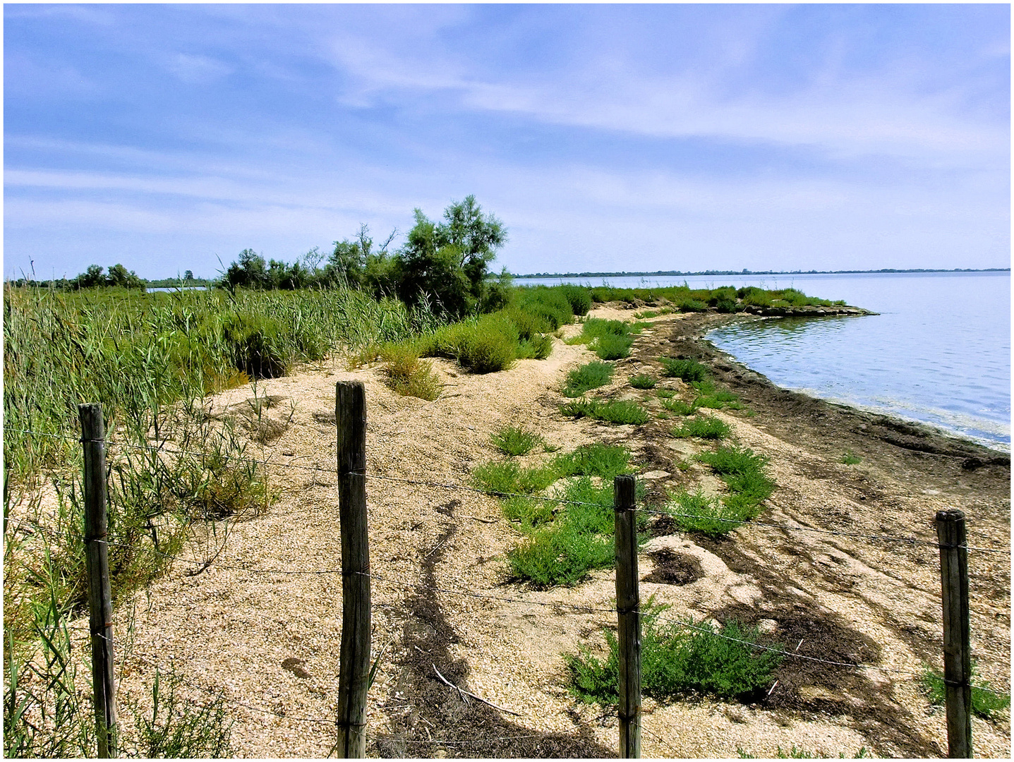 Camargue