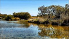 Camargue