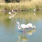 Camargue