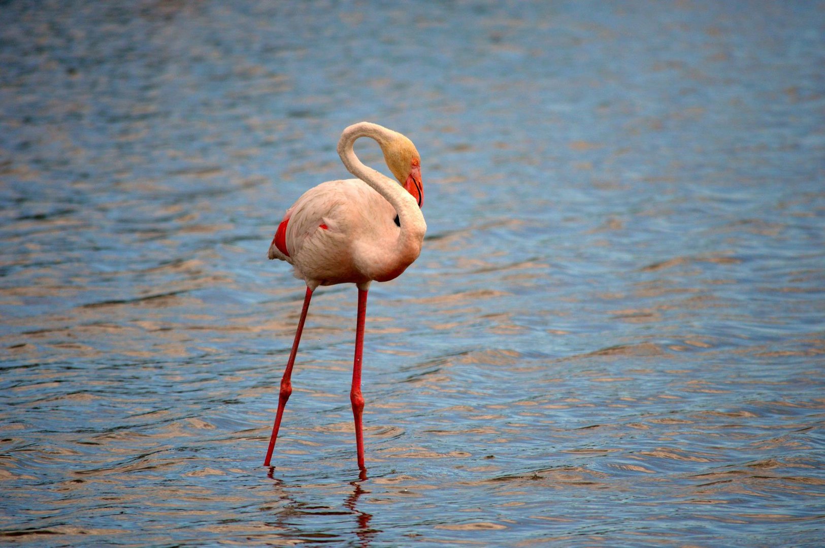 Camargue