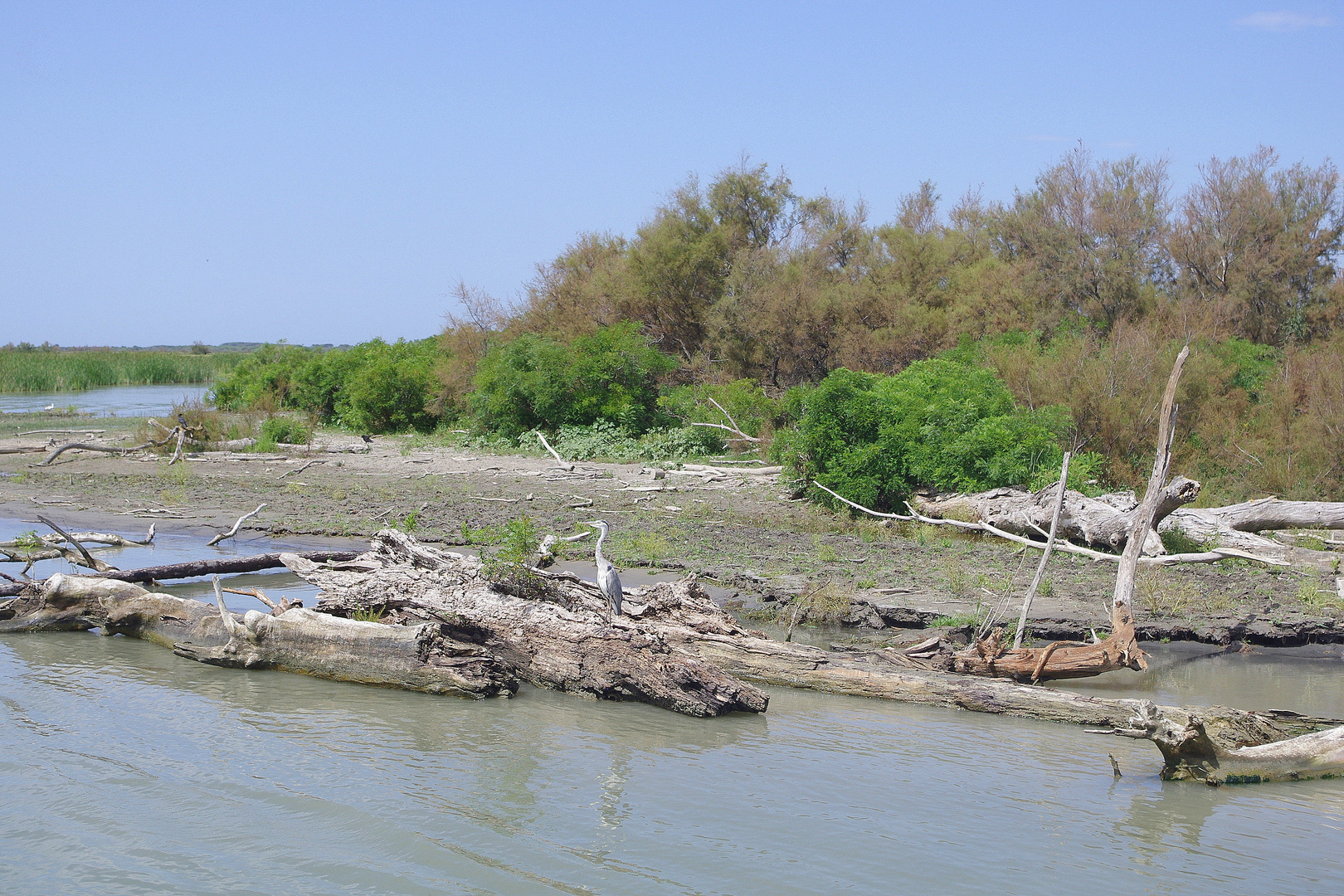 Camargue !