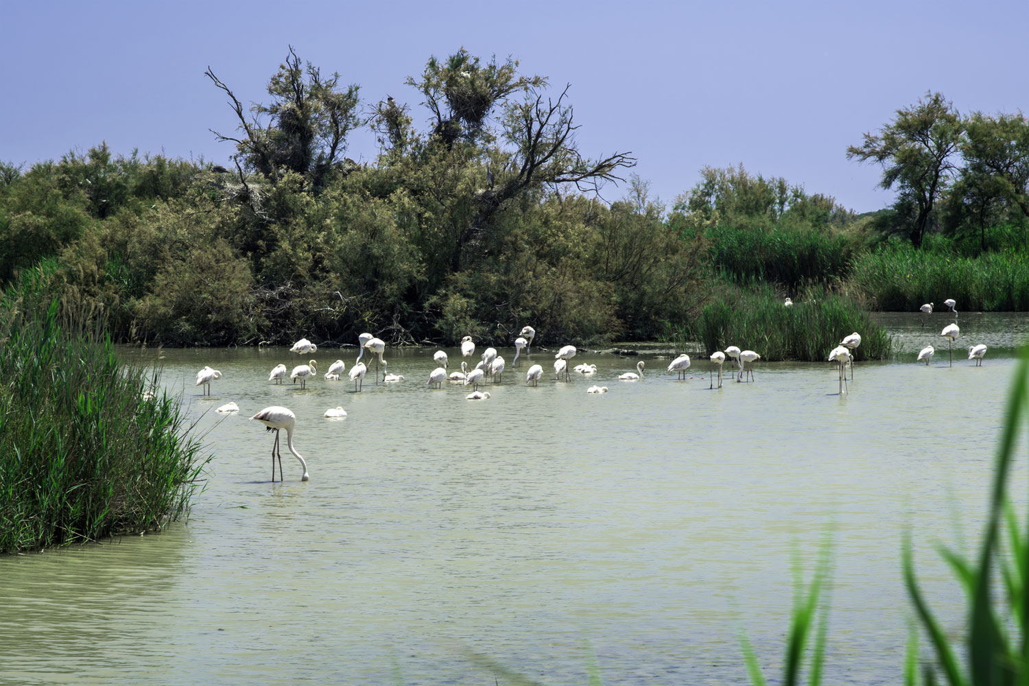 Camargue