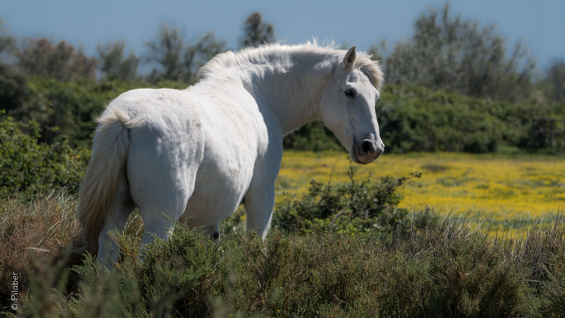 Camargue 27