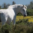 Camargue 27