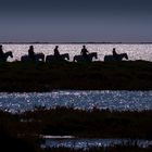 Camargue 28