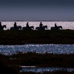 Camargue 28