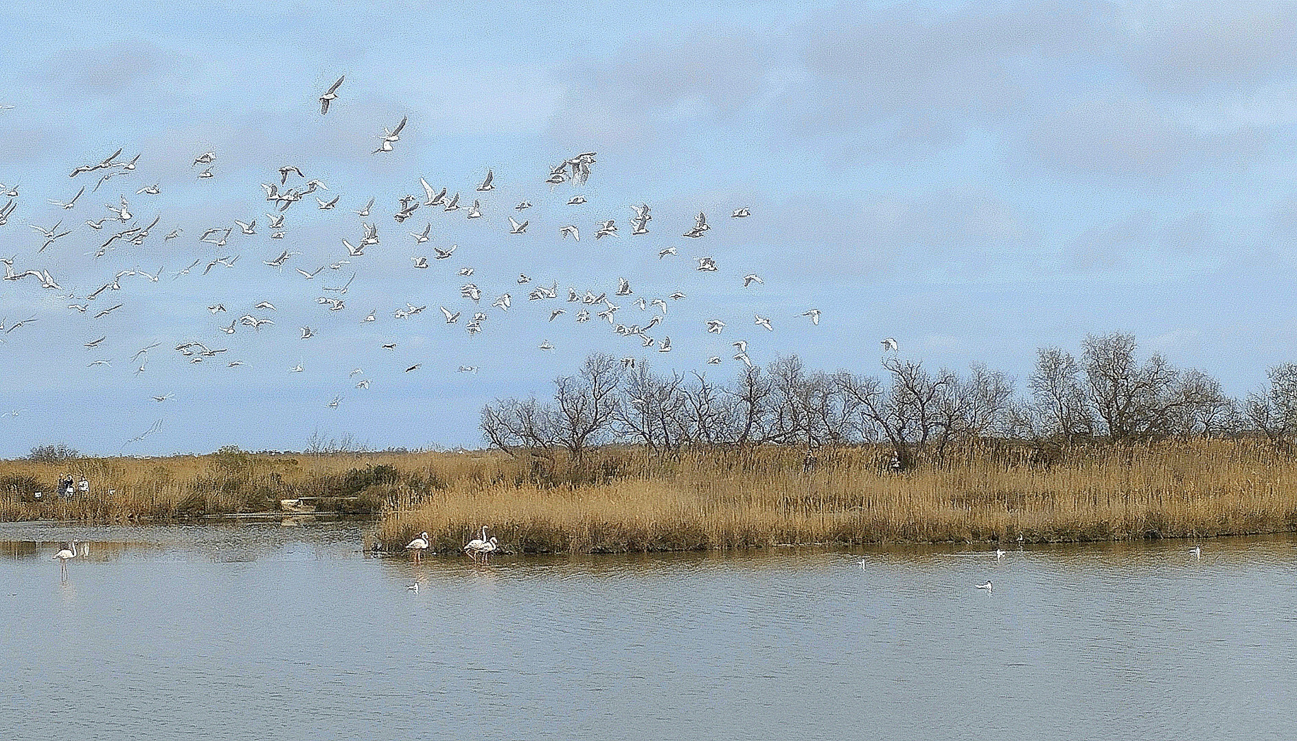 Camargue