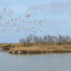 Camargue