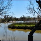 Camargue