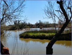 Camargue