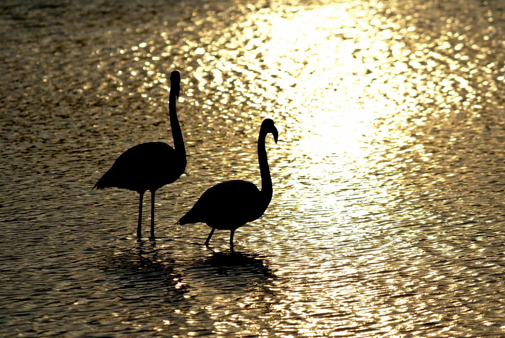 Camargue