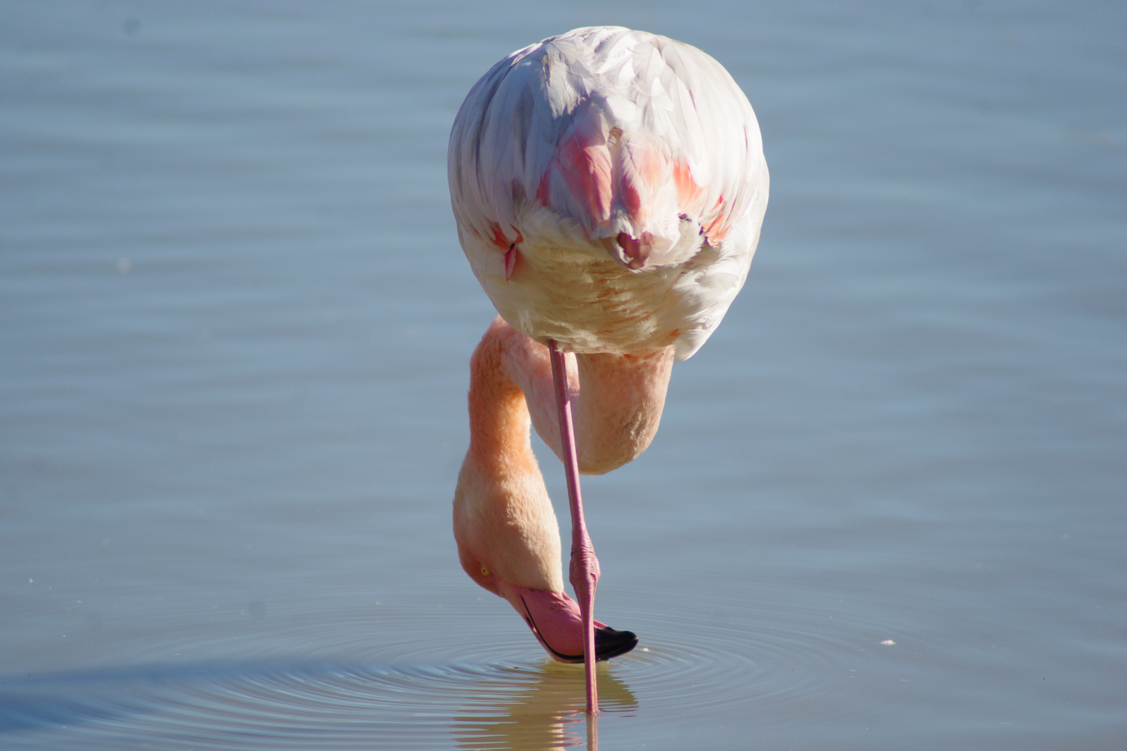 Camargue .... 