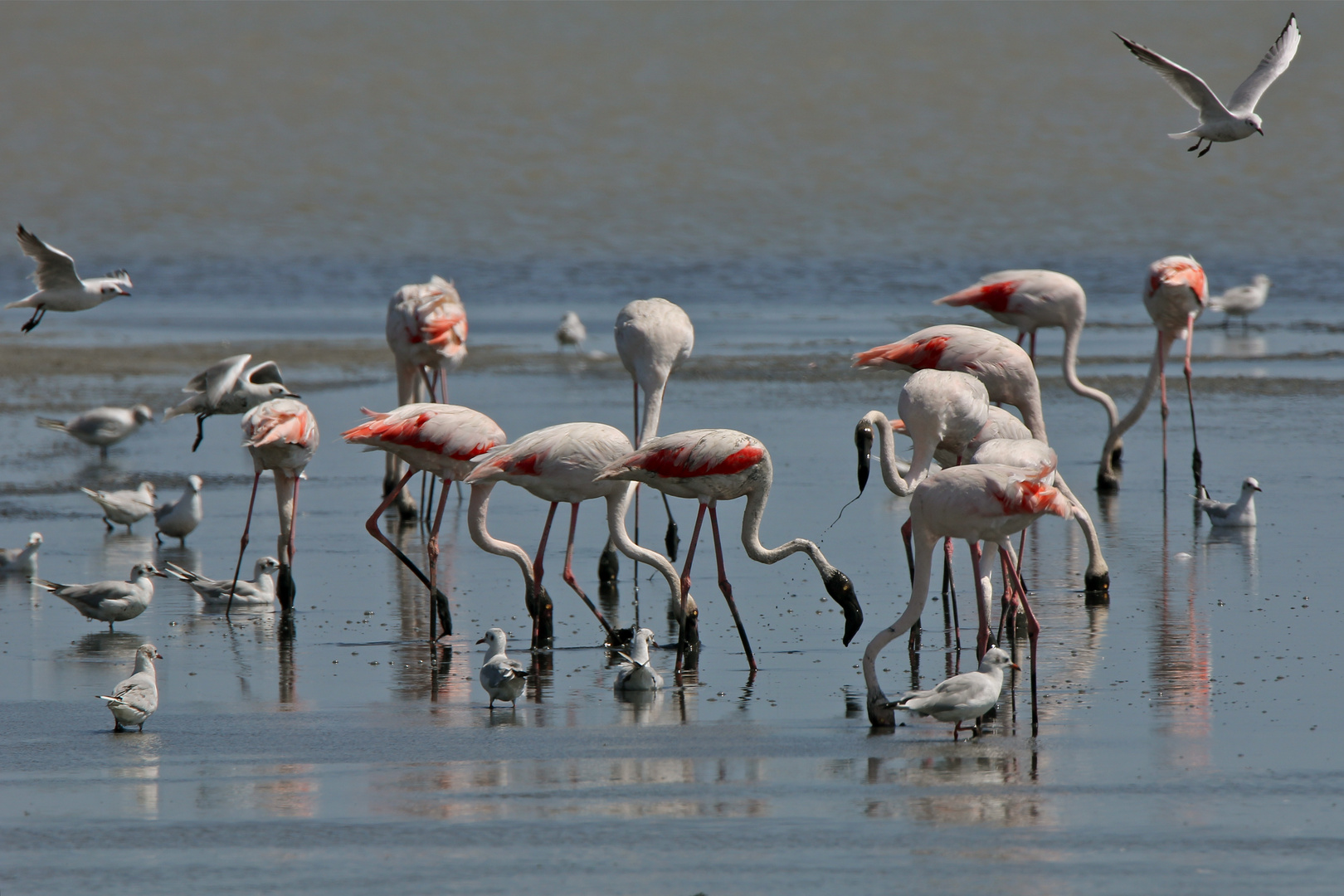 Camargue