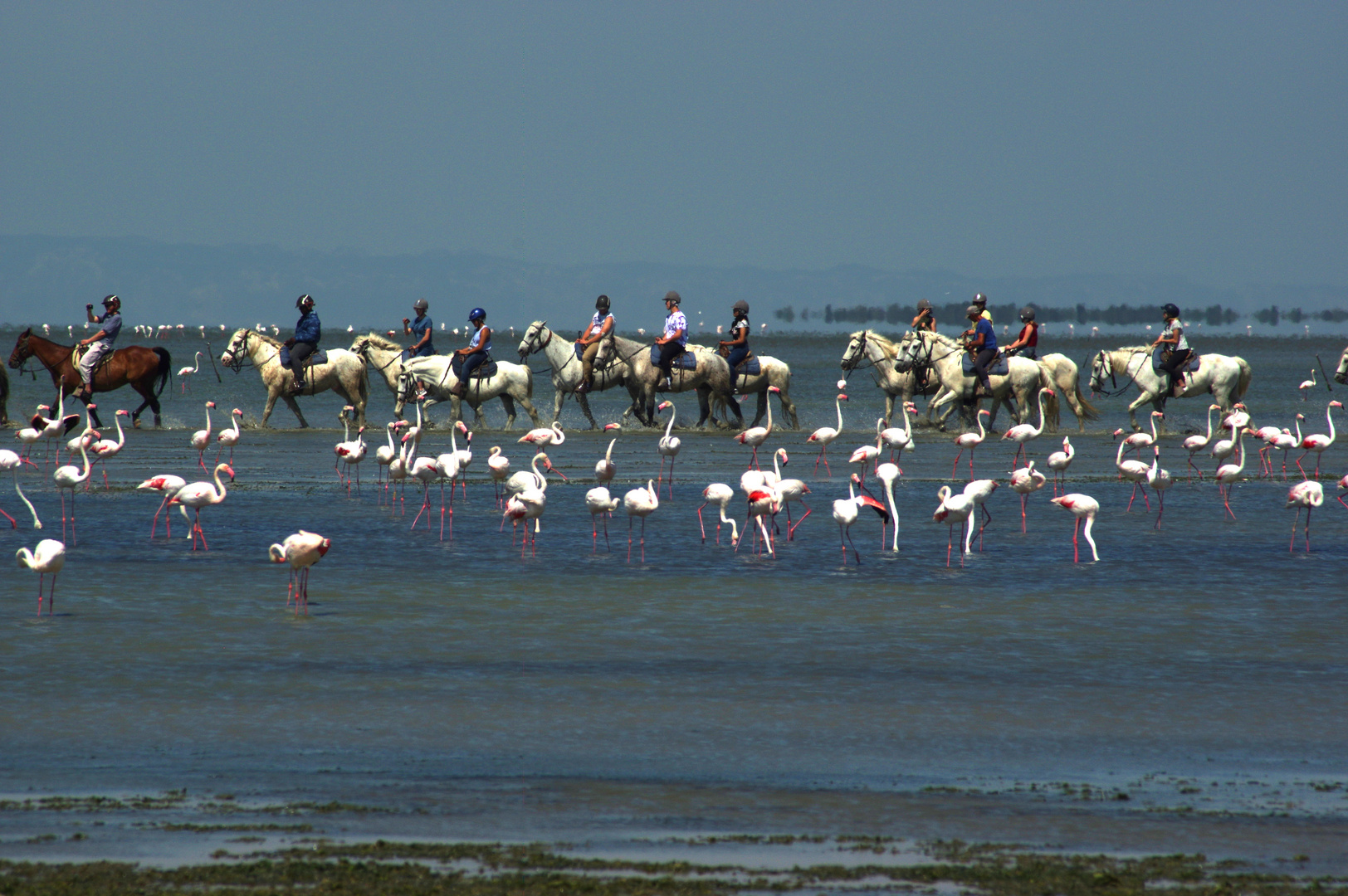 Camargue