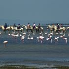 Camargue