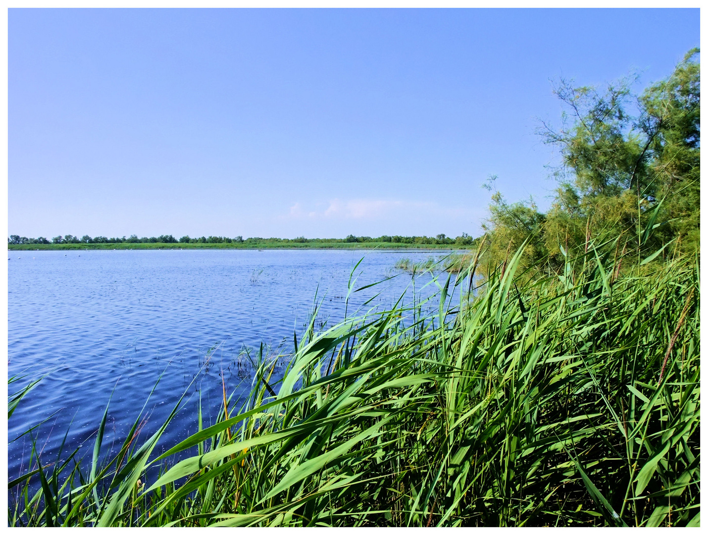 Camargue. 3