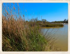 Camargue (3)