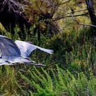 Camargue...