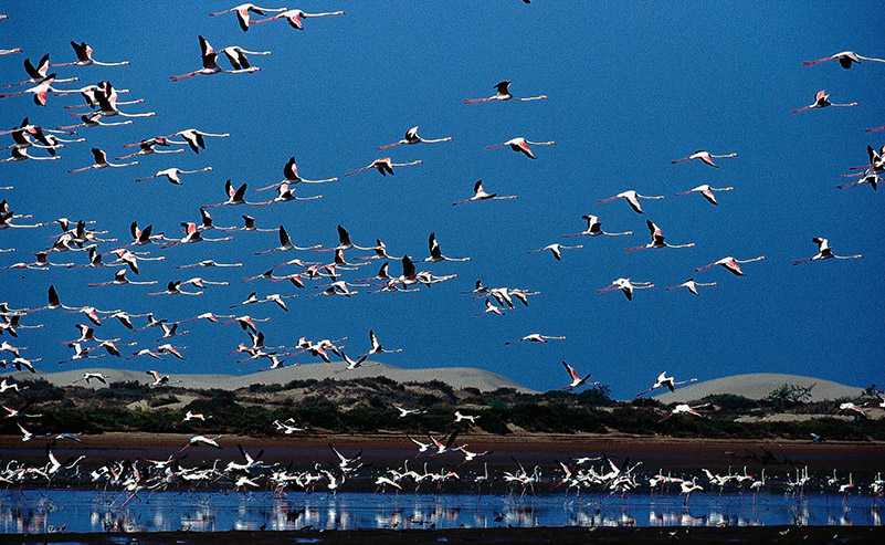 Camargue...