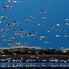 Camargue...