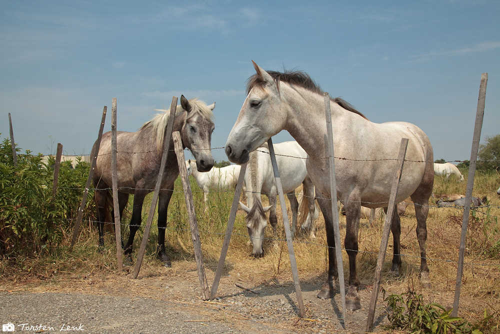 Camargue