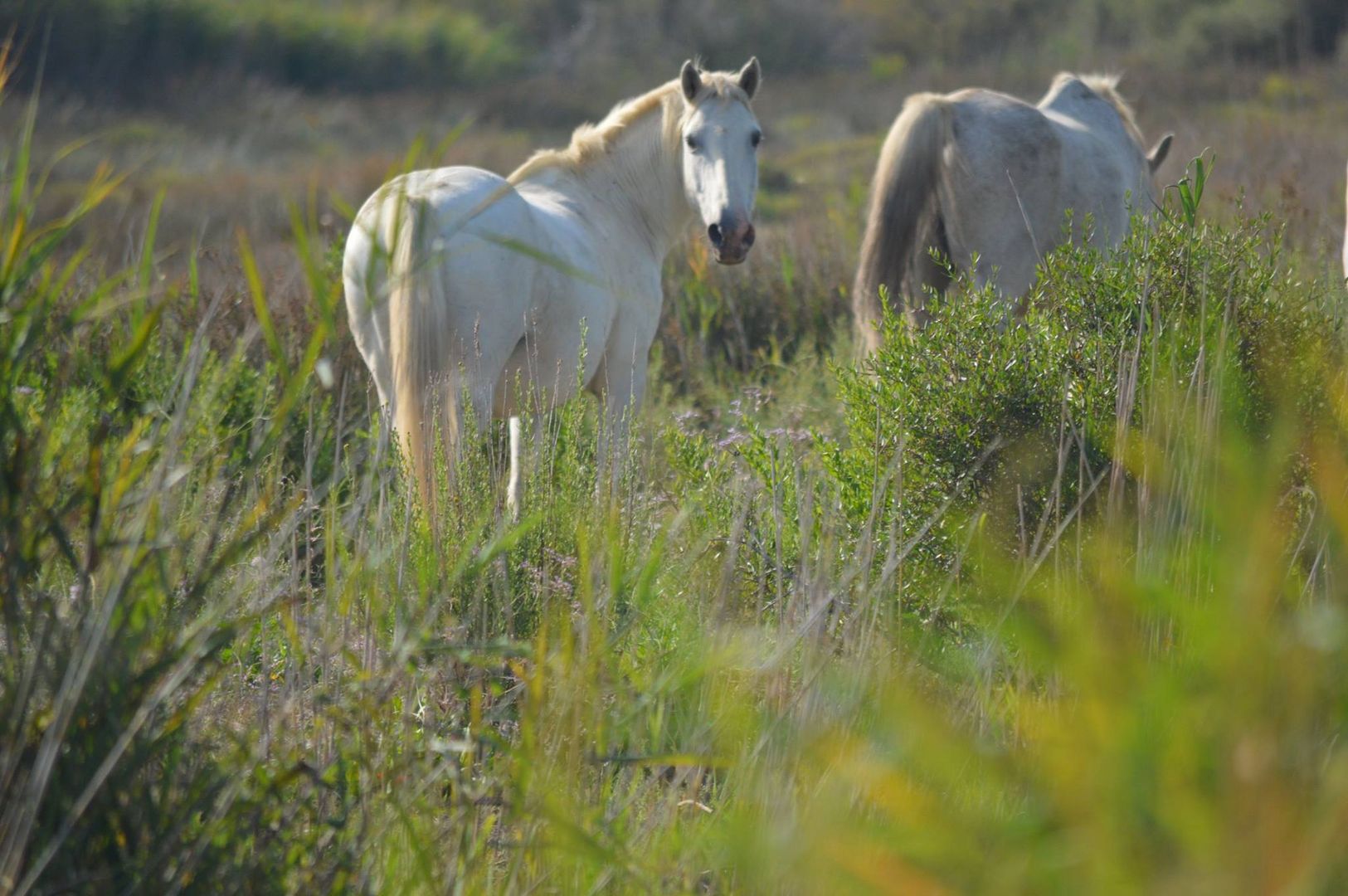 Camargue