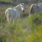 Camargue