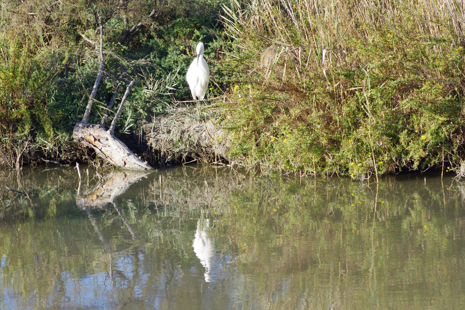 Camargue ....