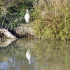 Camargue ....