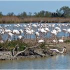 Camargue (4)