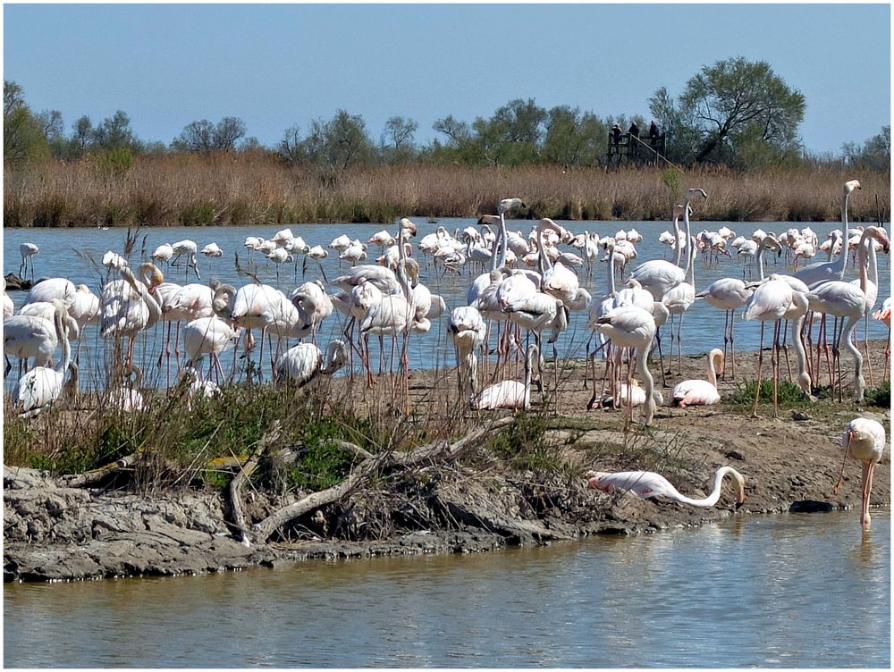 Camargue (4)