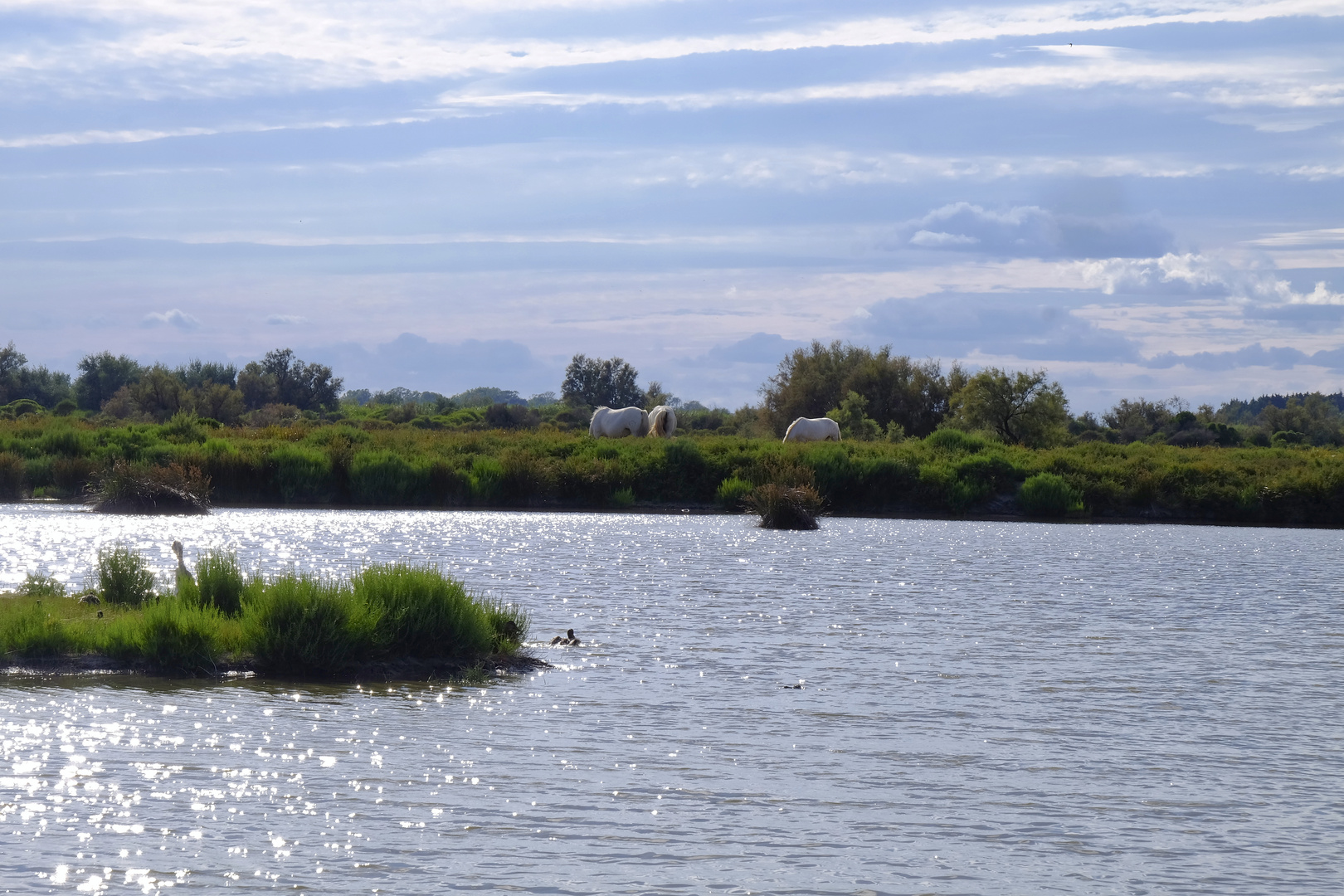 Camargue 4