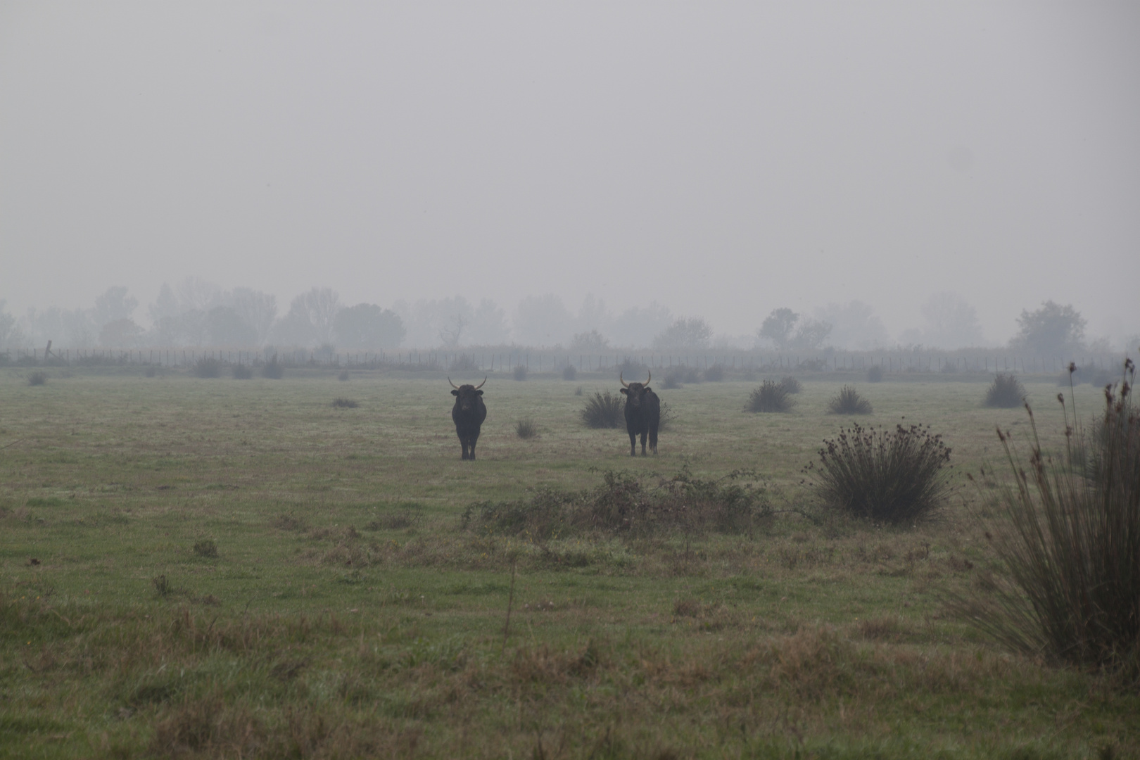 camargue