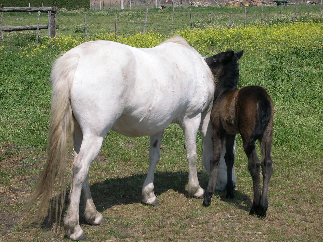 camargue