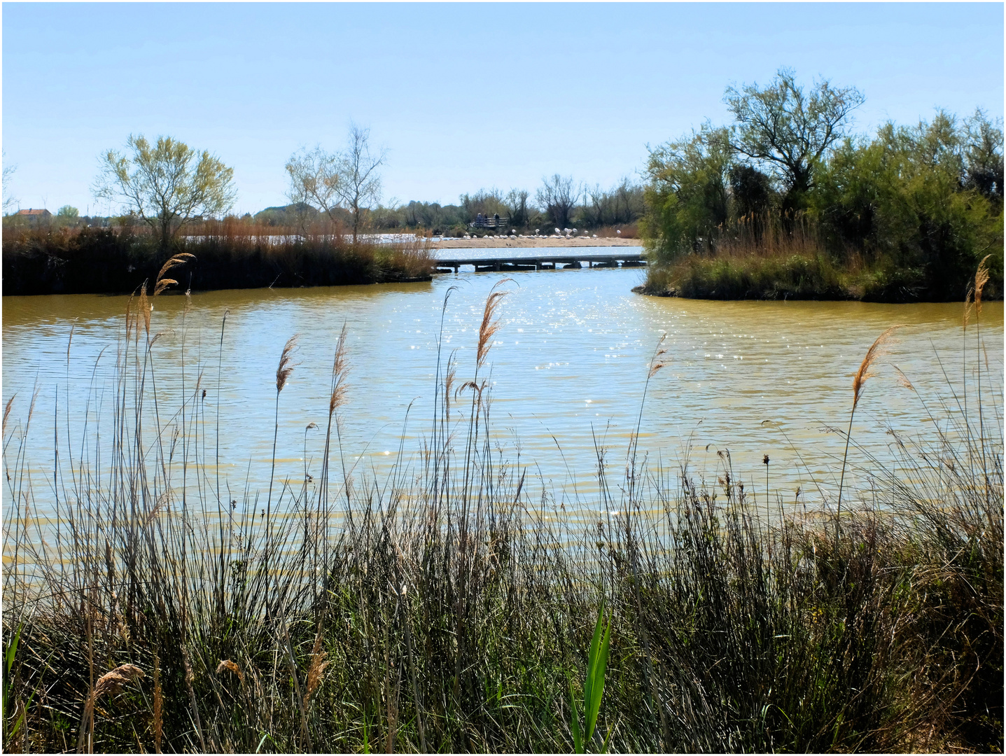 Camargue