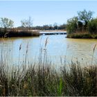 Camargue