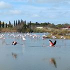 Camargue ...