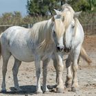 Camargue