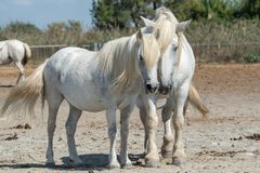 Camargue