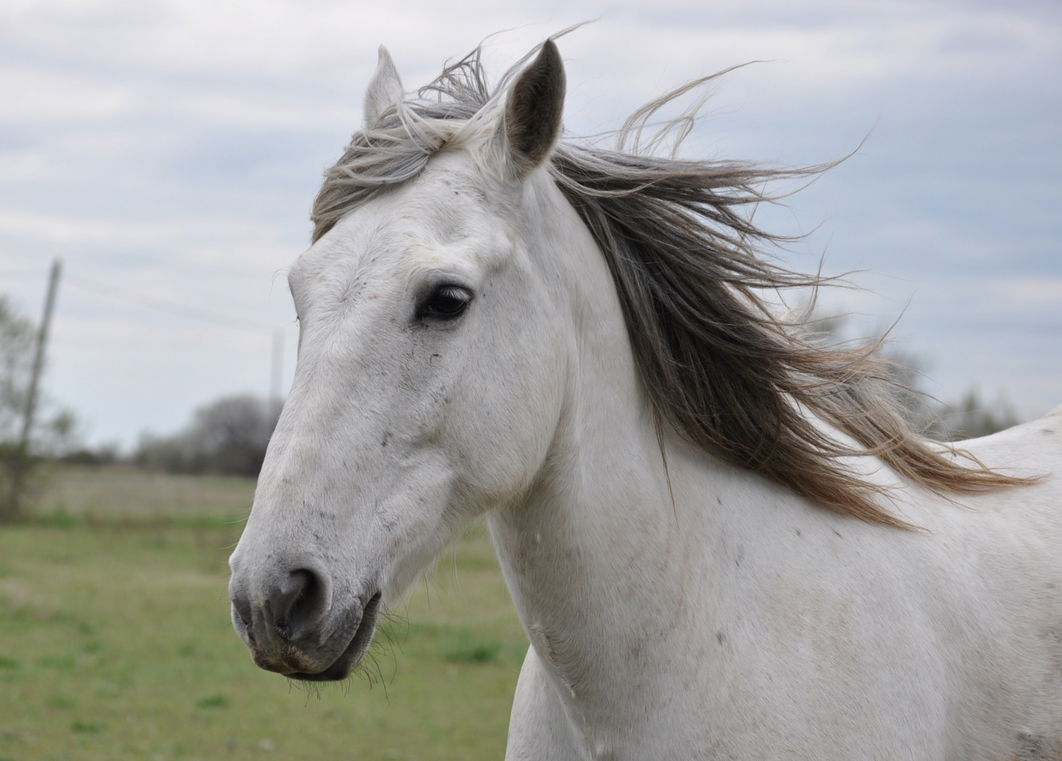 camargue