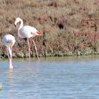 Camargue ...