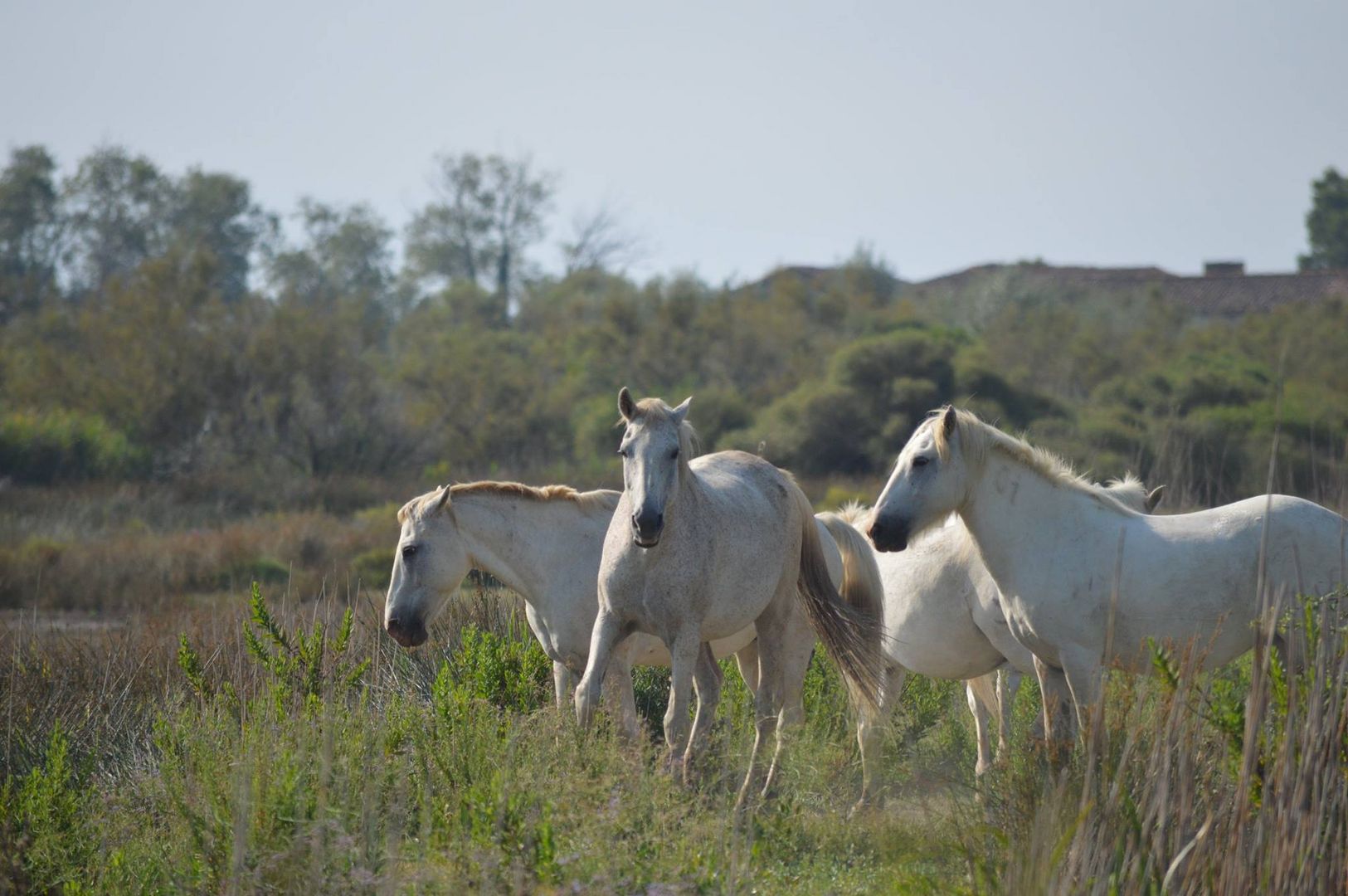 Camargue